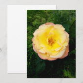 Een prachtige tuin-Roos en een perfecte blanco kaa (Voorkant / Achterkant)