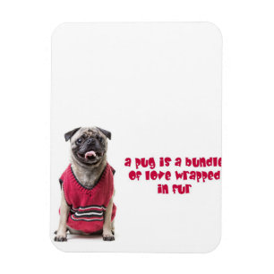 Een pug is een bundel van liefde die in vier wordt magneet