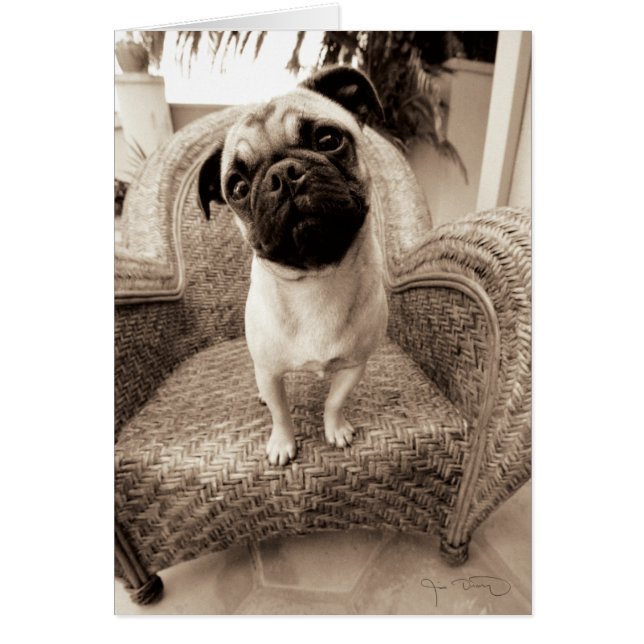 Een pug met zijn hoofd aan de zijkant getild (Voorkant)