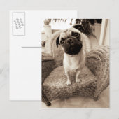 Een pug met zijn hoofd aan de zijkant getild briefkaart (Voorkant / Achterkant)