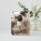 Een pug met zijn hoofd aan de zijkant getild briefkaart (Staand voorkant)