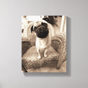 Een pug met zijn hoofd aan de zijkant getild canvas afdruk