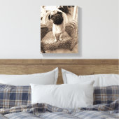 Een pug met zijn hoofd aan de zijkant getild canvas afdruk (Insitu (Slaapkamer))