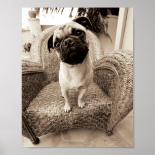 Een pug met zijn hoofd aan de zijkant getild poster