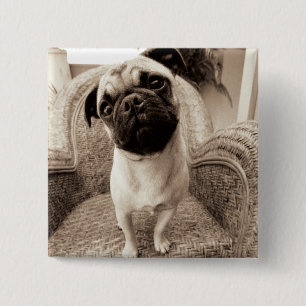 Een pug met zijn hoofd aan de zijkant getild vierkante button 5,1 cm