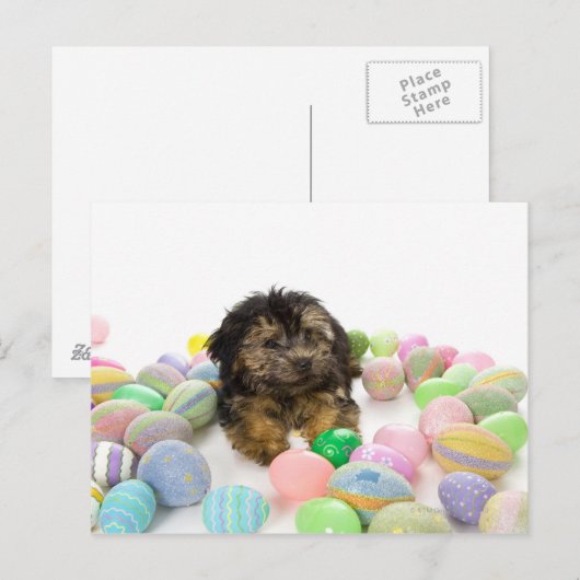 Een puppy van yorkie-Poo en Paaseieren Feestdagenkaart (Voorkant / Achterkant)