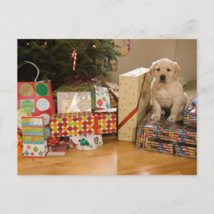Een puppy zit onder de cadeaus van Kerstmis Feestdagenkaart