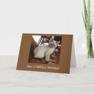 Een Purrfect Verjaardag Wenskaart Kaart