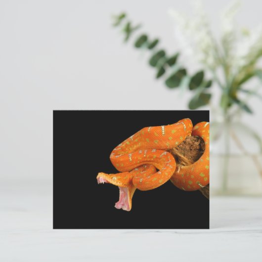 Een pythonslang die op het punt staat uit te valle briefkaart (Staand voorkant)