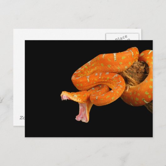 Een pythonslang die op het punt staat uit te valle briefkaart (Voorkant / Achterkant)