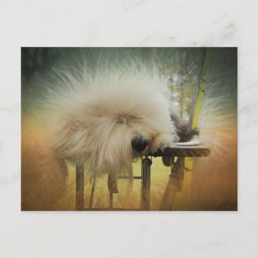 Een Ray van Sunshine. Briefkaart (Voorkant)