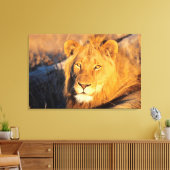 Een Red Maned Lion die naar de camera kijkt. Canvas Afdruk (Insitu (Woonkamer))