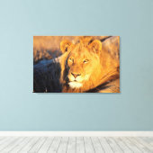 Een Red Maned Lion die naar de camera kijkt. Canvas Afdruk (Insitu (Houten vloer))