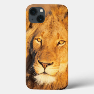 Een Red Maned Lion die naar de camera kijkt. Case-Mate iPhone Case