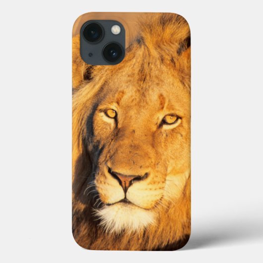 Een Red Maned Lion die naar de camera kijkt. Case-Mate iPhone Case (Achterkant)