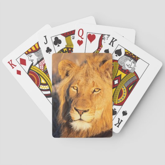 Een Red Maned Lion die naar de camera kijkt. Pokerkaarten (Achterkant)