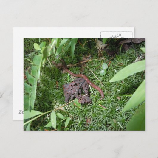 Een regenworm briefkaart (Voorkant / Achterkant)