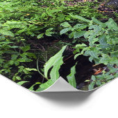 Een regenwoud omvat veerboten, een beek en poster (Hoek)