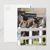Een rij Amish-paarden Briefkaart (Voorkant / Achterkant)