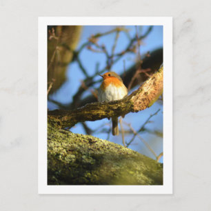 Een Robin in de oude eikenboom Briefkaart