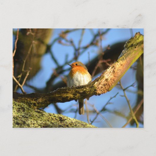 Een Robin in de oude eikenboom Briefkaart (Voorkant)