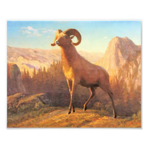 Een Rocky Mountain-schaap door A. Bierstadt Foto Afdruk