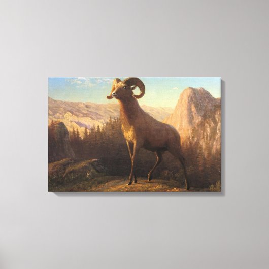 Een Rocky Mountain Sheep, Bierstadt Albert Canvas Afdruk (Voorkant)