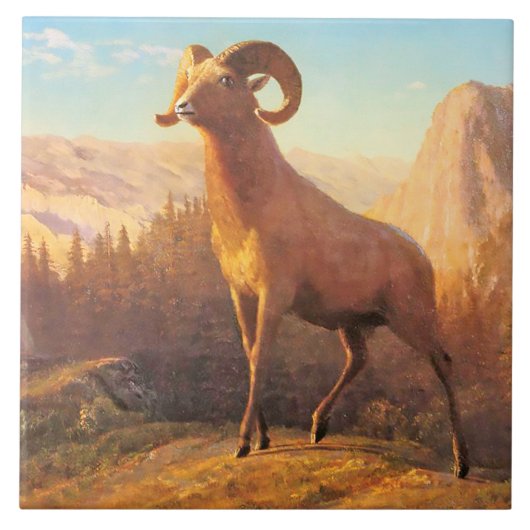 Een Rocky Mountain Sheep van A. Bierstadt Tegeltje (Voorkant)