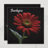 Een rode daisy aan de zwarte linkerkant, bedankkaart (Voorkant / Achterkant)
