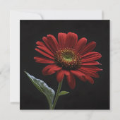 Een rode daisy aan de zwarte linkerkant, bedankkaart (Achterkant)