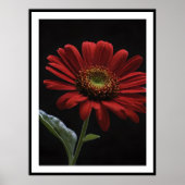 Een rode daisy linkerkant op zwart, poster (Voorkant)