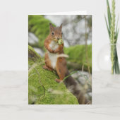 Een rode eekhoorn die noten verzamelt kaart (Voorkant)