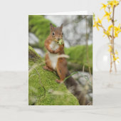 Een rode eekhoorn die noten verzamelt kaart (Gele Bloem)