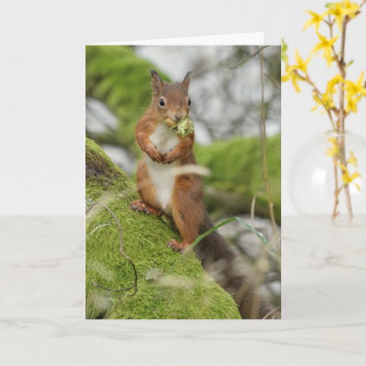 Een rode eekhoorn die noten verzamelt kaart (Gele Bloem)