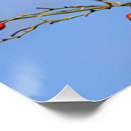 Een rode eekhoorn perfect poster (Hoek)