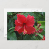 Een rode hibiscus briefkaart (Voorkant / Achterkant)