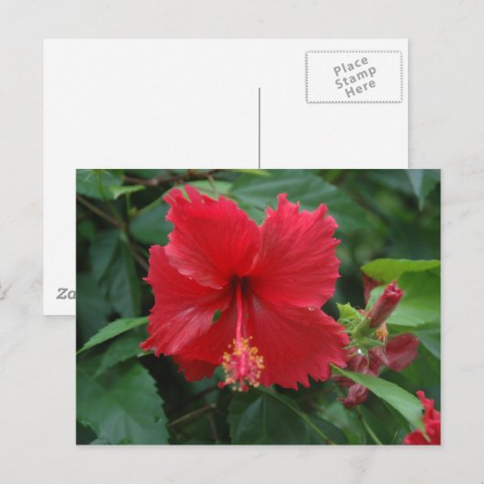 Een rode hibiscus briefkaart (Voorkant / Achterkant)
