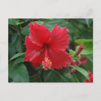 Een rode hibiscus briefkaart