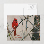 Een rode kardinale vogel op een vertakking in de B Briefkaart (Voorkant / Achterkant)