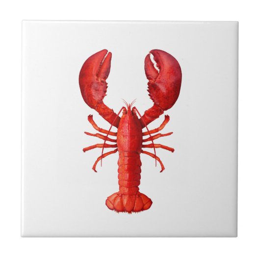Een rode kreeft op witte schaal tegeltje (Voorkant)