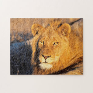 Een rode manen leeuw die naar de camera kijkt. legpuzzel