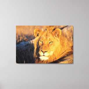 Een rode manenleeuw die naar de camera kijkt. canvas afdruk