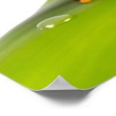 Een Rode Oog Boomkikker Poster (Hoek)