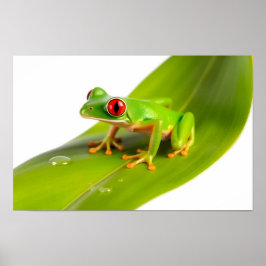 Een Rode Oog Boomkikker Poster