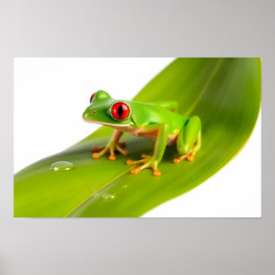 Een Rode Oog Boomkikker Poster