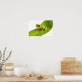 Een Rode Oog Boomkikker Poster (Keuken)