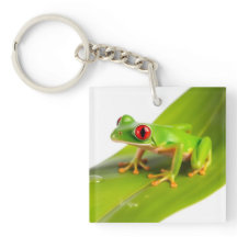 Een Rode Oog Boomkikker