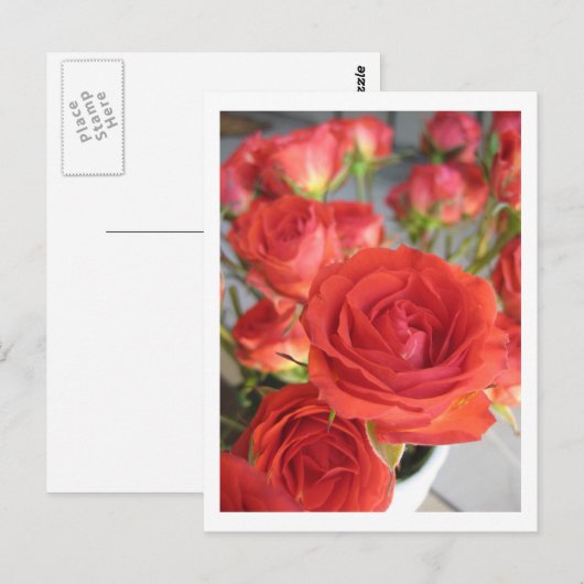 een rode rode rozenroer briefkaart (Voorkant / Achterkant)