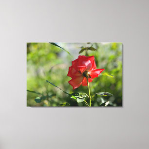 Een rode roos canvas afdruk