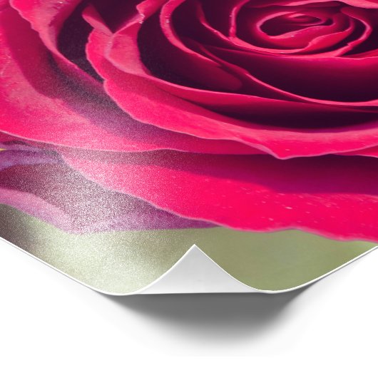 Een rode roos foto afdruk (Hoek)